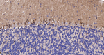 beta Arrestin 1 Antibody in Immunohistochemistry (Paraffin) (IHC (P))