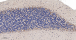 beta Arrestin 1 Antibody in Immunohistochemistry (Paraffin) (IHC (P))