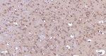 beta Arrestin 1 Antibody in Immunohistochemistry (Paraffin) (IHC (P))