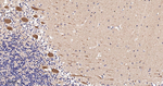 beta Arrestin 1 Antibody in Immunohistochemistry (Paraffin) (IHC (P))