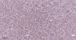gamma Tubulin Antibody in Immunohistochemistry (Paraffin) (IHC (P))
