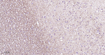 gamma Tubulin Recombinant Rabbit Monoclonal Antibody (2B11)