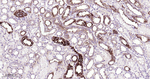 gamma Tubulin Antibody in Immunohistochemistry (Paraffin) (IHC (P))