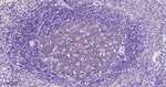 gamma Tubulin Antibody in Immunohistochemistry (Paraffin) (IHC (P))