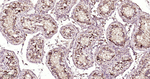 gamma Tubulin Antibody in Immunohistochemistry (Paraffin) (IHC (P))