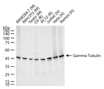 gamma Tubulin Antibody in Western Blot (WB)