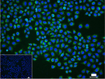 TSPO Recombinant Rabbit Monoclonal Antibody (12B8)