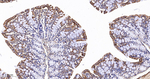 TSPO Antibody in Immunohistochemistry (Paraffin) (IHC (P))