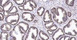 TSPO Antibody in Immunohistochemistry (Paraffin) (IHC (P))