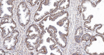 TSPO Antibody in Immunohistochemistry (Paraffin) (IHC (P))