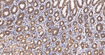 TSPO Antibody in Immunohistochemistry (Paraffin) (IHC (P))
