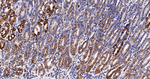 TSPO Antibody in Immunohistochemistry (Paraffin) (IHC (P))