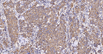 TSPO Antibody in Immunohistochemistry (Paraffin) (IHC (P))