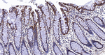 TSPO Antibody in Immunohistochemistry (Paraffin) (IHC (P))