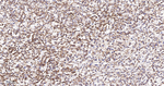 TSPO Antibody in Immunohistochemistry (Paraffin) (IHC (P))