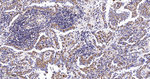 TSPO Antibody in Immunohistochemistry (Paraffin) (IHC (P))