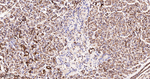 TSPO Antibody in Immunohistochemistry (Paraffin) (IHC (P))