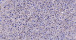 TSPO Antibody in Immunohistochemistry (Paraffin) (IHC (P))