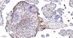 TSPO Antibody in Immunohistochemistry (Paraffin) (IHC (P))
