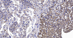TSPO Antibody in Immunohistochemistry (Paraffin) (IHC (P))