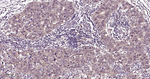 HSC70 Antibody in Immunohistochemistry (Paraffin) (IHC (P))