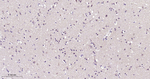 HSC70 Recombinant Rabbit Monoclonal Antibody (11D8)