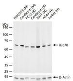 HSC70 Antibody in Western Blot (WB)