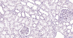 BRD4 Antibody in Immunohistochemistry (Paraffin) (IHC (P))