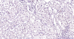 BRD4 Antibody in Immunohistochemistry (Paraffin) (IHC (P))