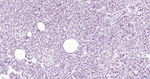 BRD4 Recombinant Rabbit Monoclonal Antibody (15G7)