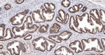 PUMA alpha Recombinant Rabbit Monoclonal Antibody (9G7)