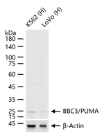 PUMA alpha Antibody in Western Blot (WB)