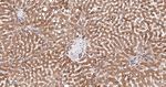 YBX1 Antibody in Immunohistochemistry (Paraffin) (IHC (P))