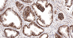 YBX1 Recombinant Rabbit Monoclonal Antibody (15E6)