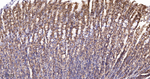 YBX1 Antibody in Immunohistochemistry (Paraffin) (IHC (P))