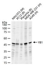 YBX1 Antibody in Western Blot (WB)