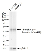 Phospho-beta Arrestin 1 (Ser412) Antibody in Western Blot (WB)