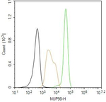 NUP98 Antibody in Flow Cytometry (Flow)