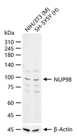NUP98 Antibody in Western Blot (WB)