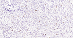 Phospho-CDK1/CDK2 (Thr14) Antibody in Immunohistochemistry (Paraffin) (IHC (P))