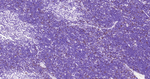 Phospho-CDK1/CDK2 (Thr14) Antibody in Immunohistochemistry (Paraffin) (IHC (P))