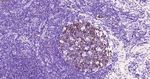 Phospho-CDK1/CDK2 (Thr14) Antibody in Immunohistochemistry (Paraffin) (IHC (P))