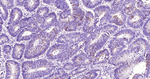 Phospho-CDK1/CDK2 (Thr14) Antibody in Immunohistochemistry (Paraffin) (IHC (P))