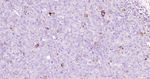 Phospho-CDK1/CDK2 (Thr14) Antibody in Immunohistochemistry (Paraffin) (IHC (P))