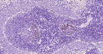 Phospho-CDK1/CDK2 (Thr14) Antibody in Immunohistochemistry (Paraffin) (IHC (P))