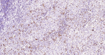 Phospho-CDK1/CDK2 (Thr14) Antibody in Immunohistochemistry (Paraffin) (IHC (P))