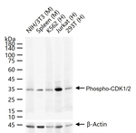 Phospho-CDK1/CDK2 (Thr14) Antibody in Western Blot (WB)