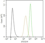 ATG12 Antibody in Flow Cytometry (Flow)
