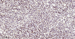 ATG12 Recombinant Rabbit Monoclonal Antibody (1F5)