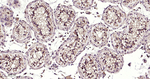ATG12 Antibody in Immunohistochemistry (Paraffin) (IHC (P))